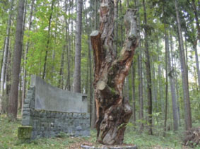 the fragment of Brother’s Pine